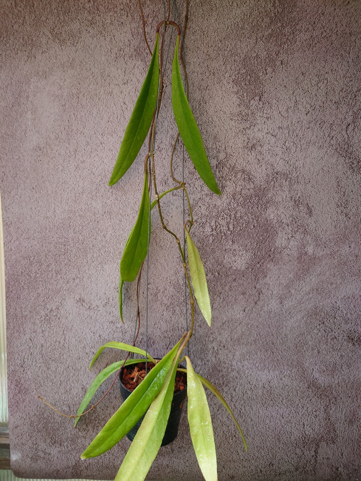 Hoya sulawesiana ホヤ スラウェシアナ 希少なホヤ植物 限定入荷