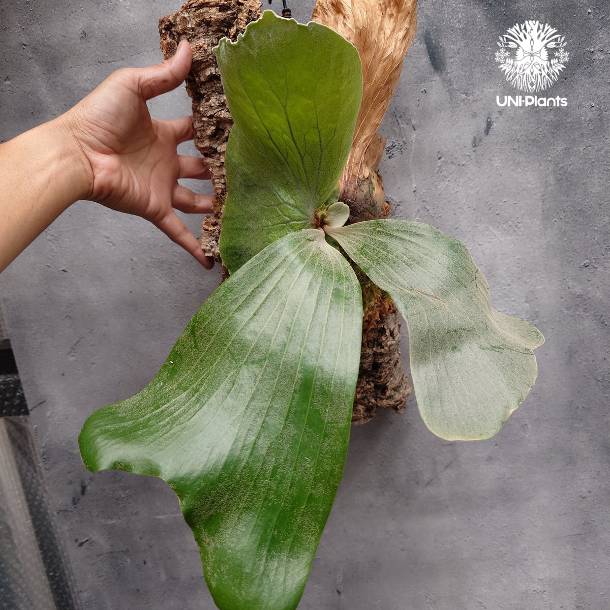 Platycerium elemaria (P. elephantotis x P. andi