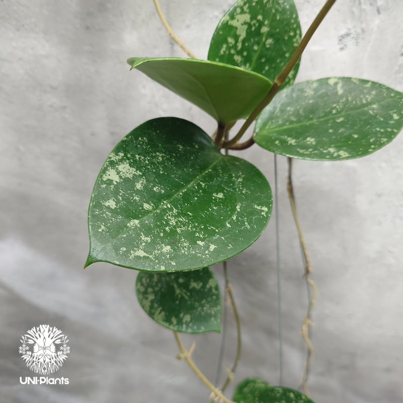 Hoya Parasitica Heart Leaves Splash ホヤ パラシティカ ハ