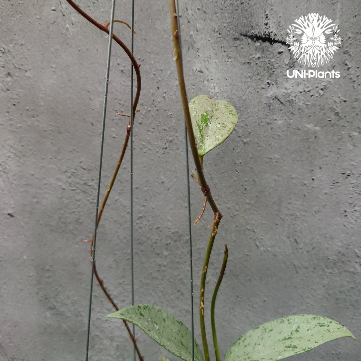 Hoya Pubicalyx silver ghost 希少 ホヤ プビカリクス シルバー Hoya Pubicalyx silver ghost 希少 ホヤ プビカリクス シルバー