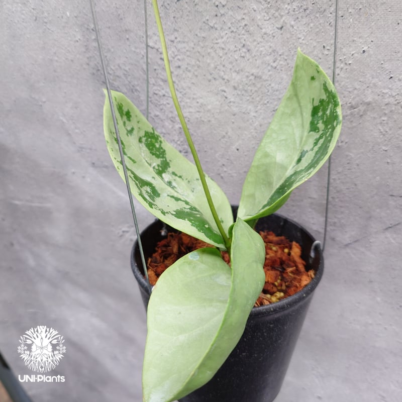 限定1株入荷 Hoya Nervosa jokul ホヤ 希少 ホヤ植物 ホヤの花 珍しい