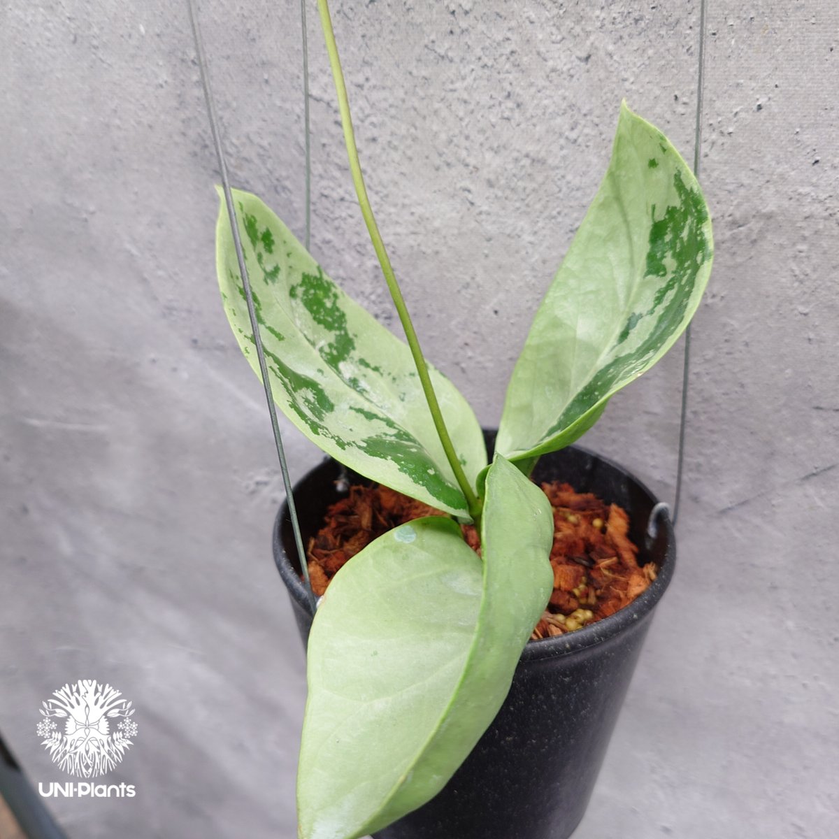 限定1株入荷 Hoya Nervosa jokul ホヤ 希少 ホヤ植物 ホヤの花 珍しい