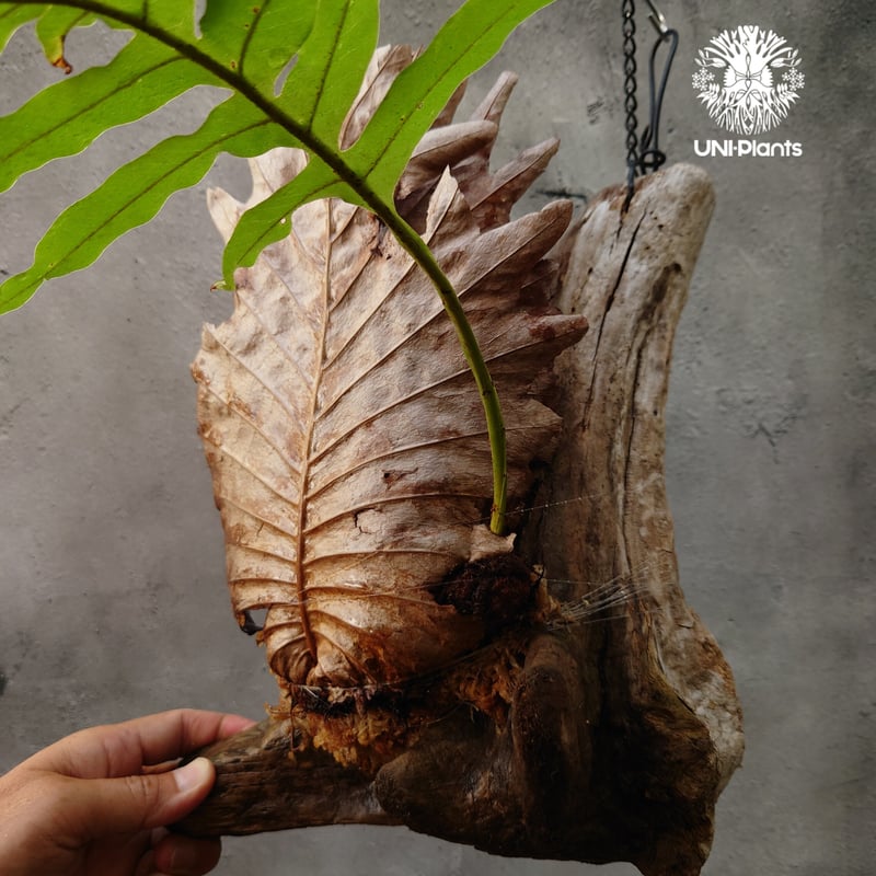 Drynaria quercifolia ドリナリア　コルク棒　シダ植物 シダ植物 観葉植物：ドリナリア クエルシフォリア*コルク 現品4