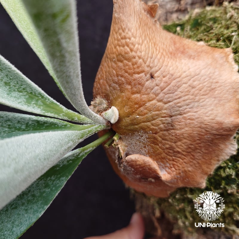 ビカクシダ ベイチー(子株) Platycerium veitchii(pup) コウモリラン