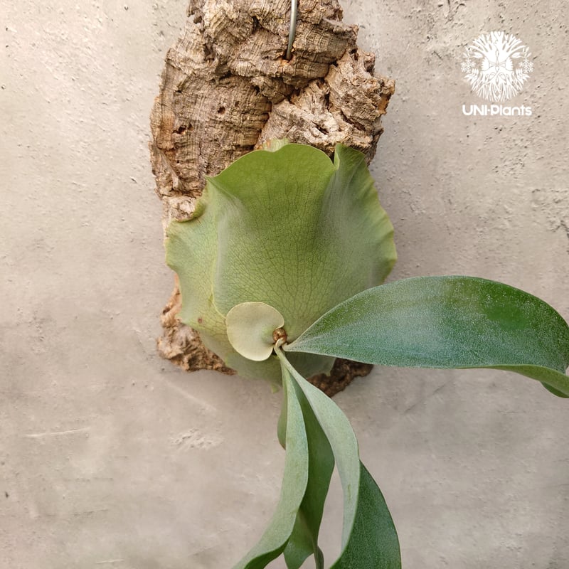 P. hillii cv. Nampu 22/10/25