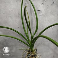 Parapahlaenopsis labukensis × Vanda Memoria Thianchai 着生蘭 着生ラン 蘭の花 Orchid 着生植物