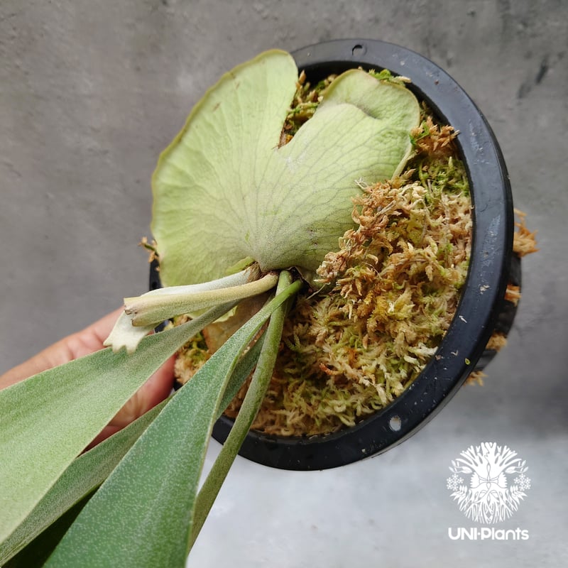 ビカクシダ　ハナビ 楽天市場】ビカクシダ P.'Hanabi' 現品販売 産地直送 groote plantage