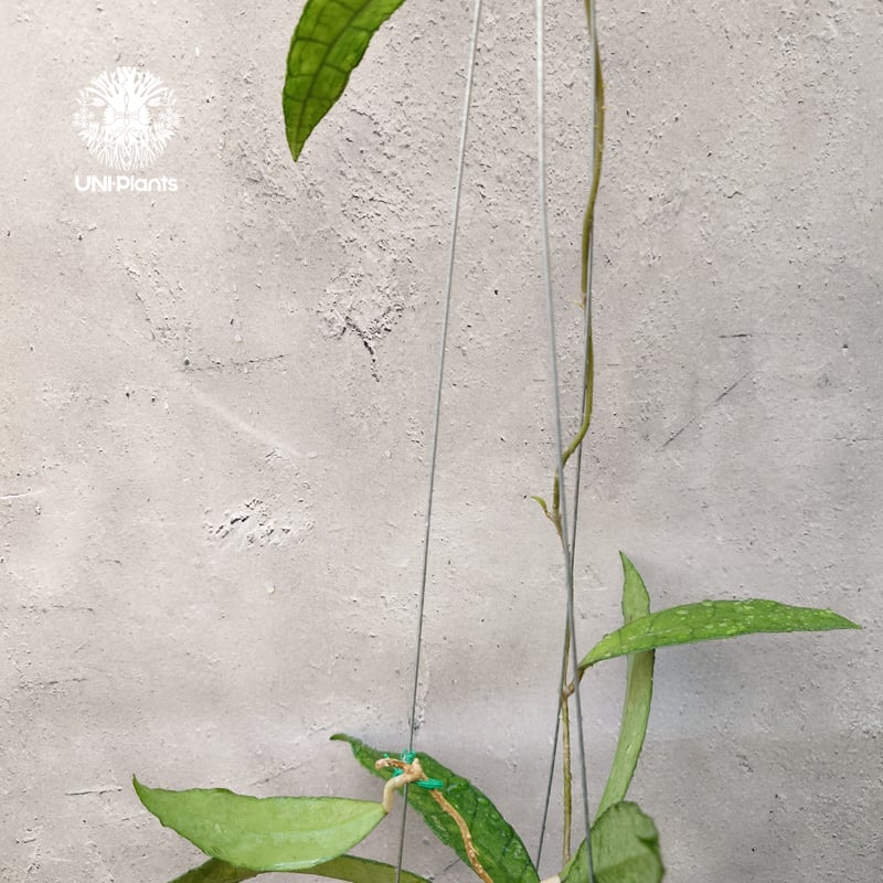 hoya ホヤ フィルラ ロング 4号 ホヤ：ロツンデフォリア 4号吊り鉢** の通販 | 園芸ネット