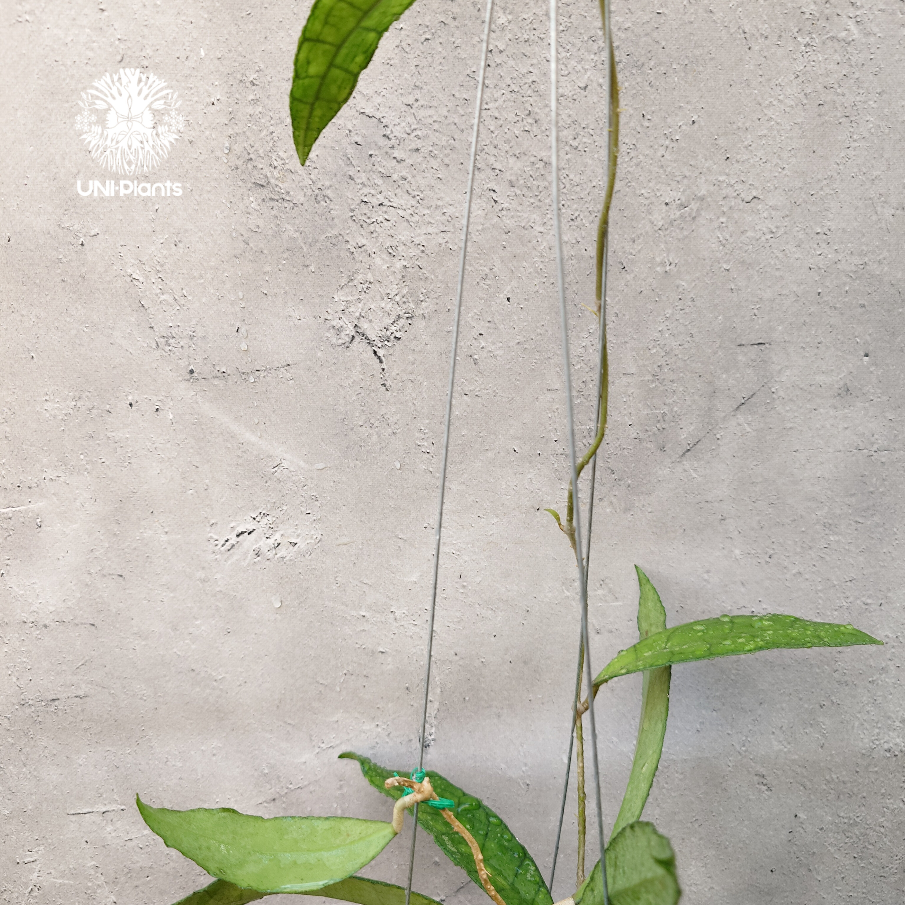 Hoya finlaysonii long leaves ホヤ フィンレイソニー ロングリーブ