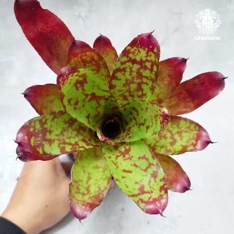 Neoregelia Winnie the Pooh ネオレゲリア ウィニーザプー  Neoregelia ブロメリア  Bromeliad ブロメリア科ネオレゲリア属