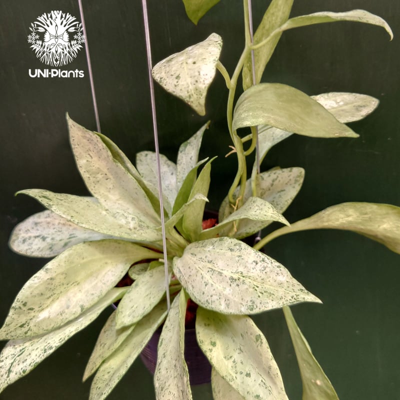 ホヤ ニューギニアゴースト Hoya New guinea ghost 希少 ホヤ植物 希少