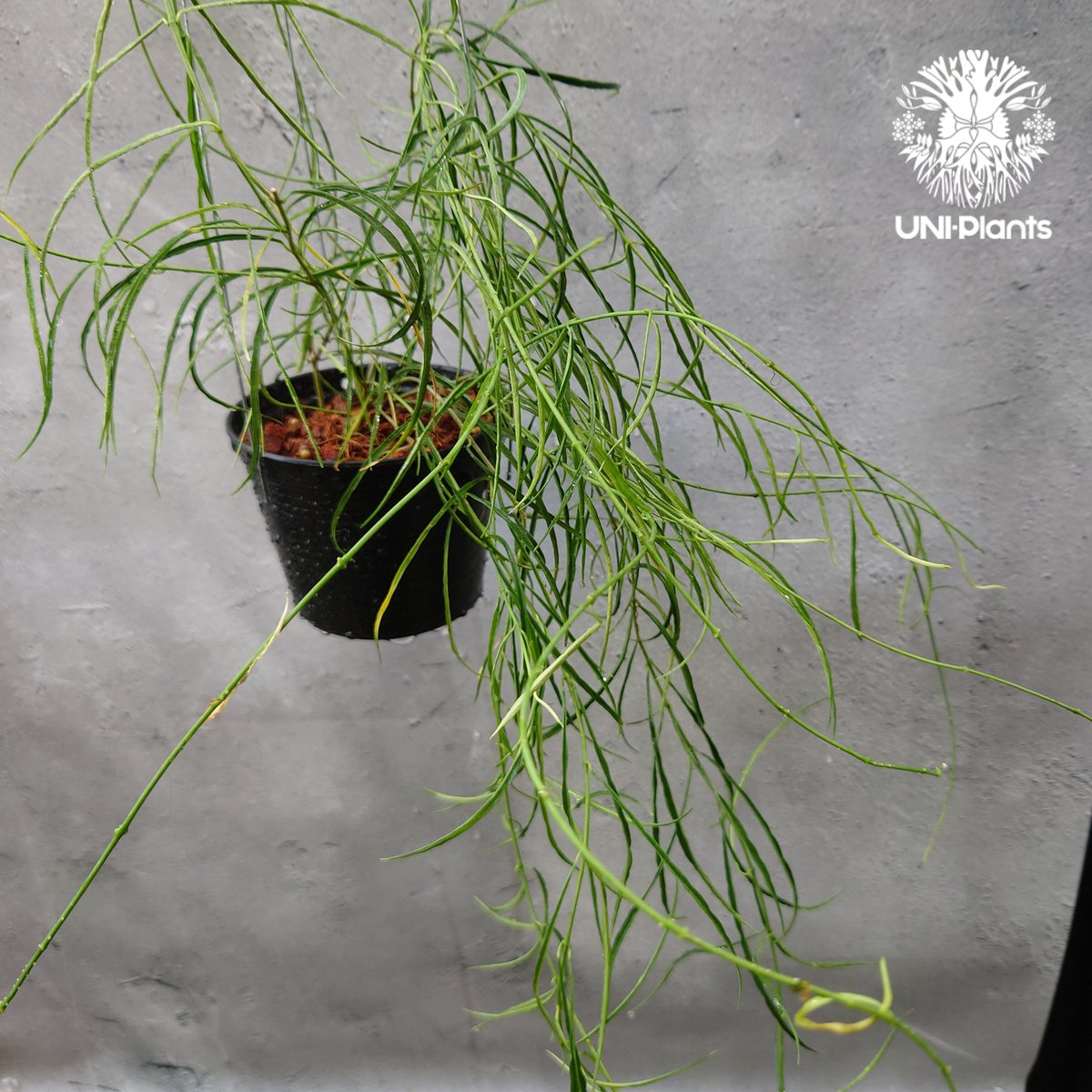 専用＊0927＊ホヤ ＊ステノフィラ Hoya stenophylla ホヤ ステノフィラ 希少 ホヤ植物 ホヤの花