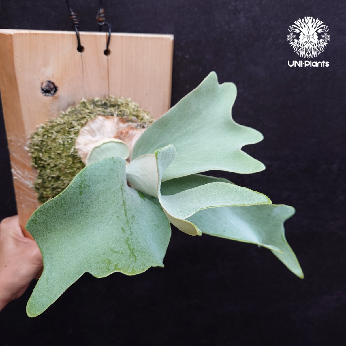 Platycerium Saikeaw(P.andinum x P.willinckii) ビ