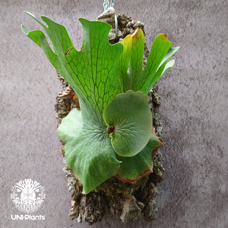 ビカクシダの女王　ワンダエ Platycerium wandae wild ビカクシダ ワンダエ ワイルド株