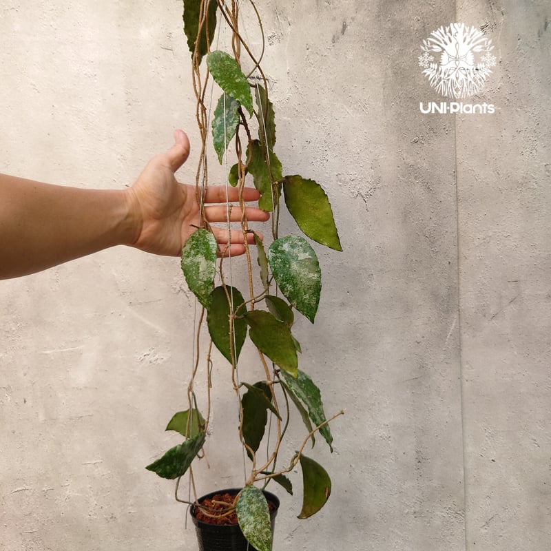 Hoya caudata gold ホヤ カウダータ ゴールド ホヤ植物 珍奇 珍しい