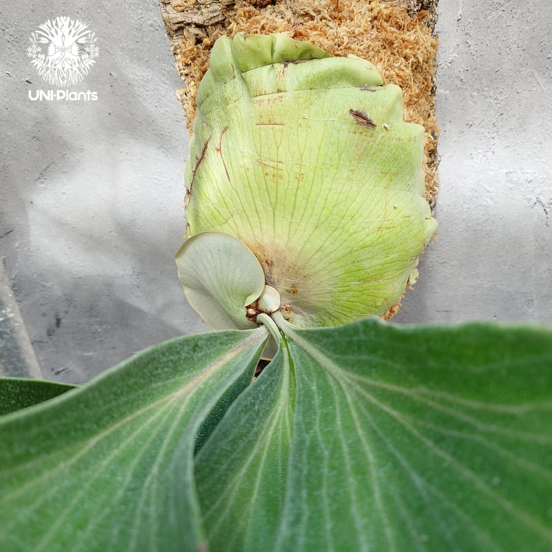 ビカクシダ ワリチー Wild株 親株サイズ 原種株 ビカクシダ ワリチー