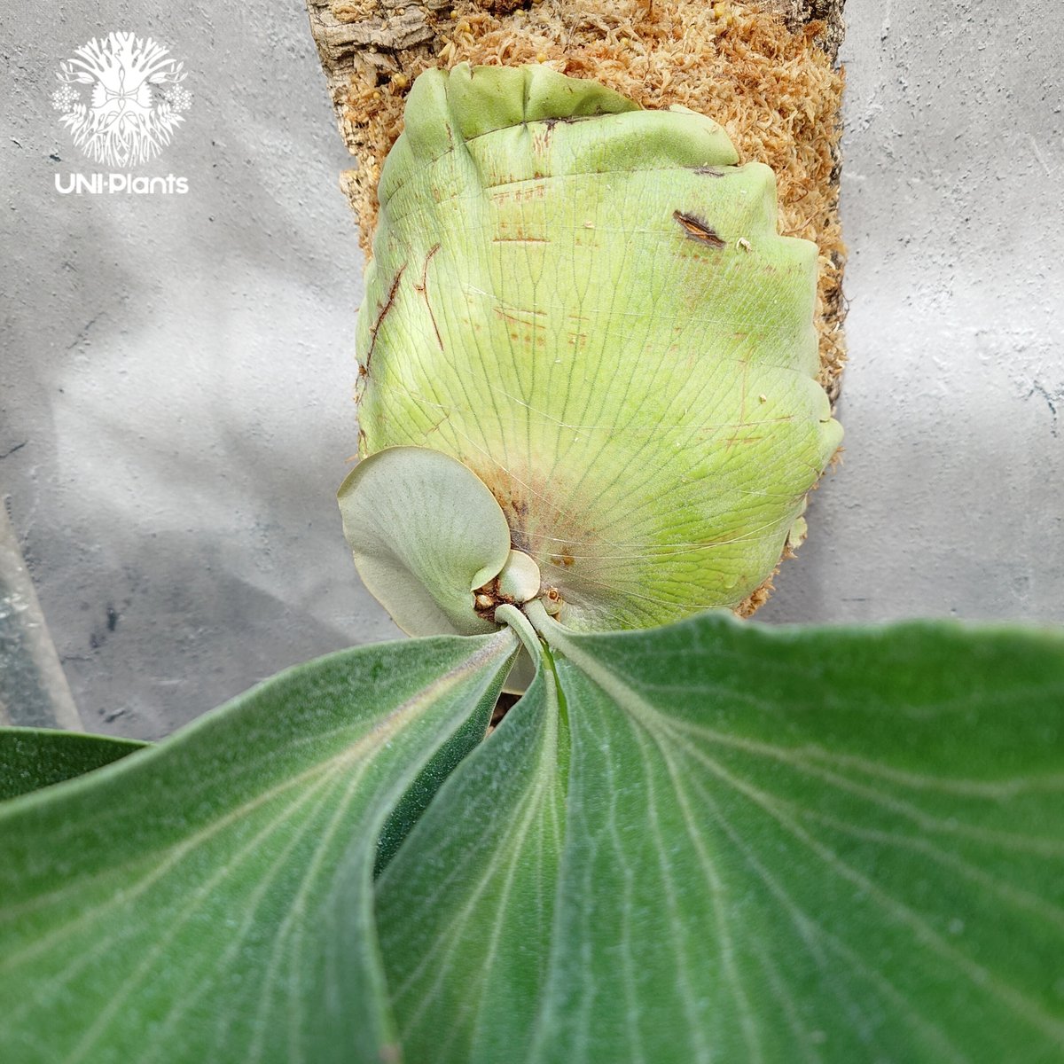 Platycerium hillii wild ビカクシダ ヒリー ワイルド株 Platycerium hillii wild ビカクシダ ヒリー ワイルド株