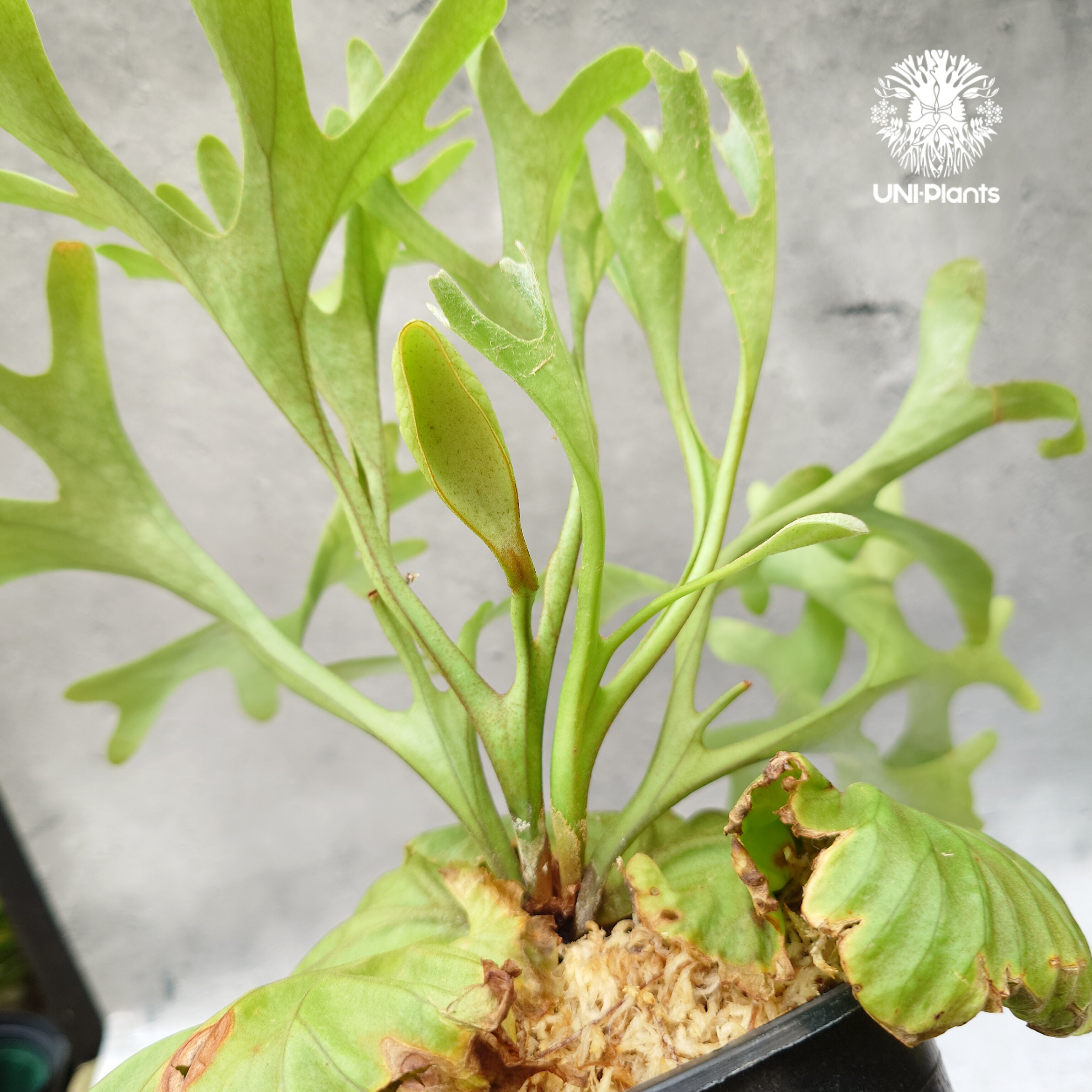 リドレイ Platycerium ridleyi ビカクシダ 観葉植物 ビカクシダ リドレイ Platycerium Ridleyi コウモリラン ビカクシダ