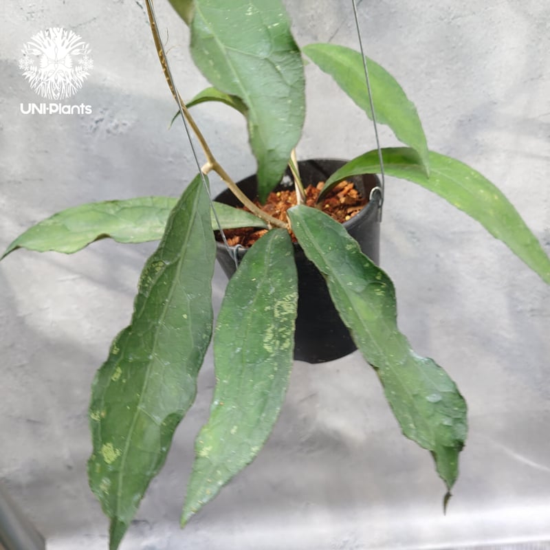 限定1株入荷 Hoya Clemensiorum short leaves ホヤ クレメンシ