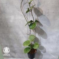 【タイ直輸入・希少】Hoya SS 7-21 ( kerrii x erythrina )｜ホヤ SS 7-21 ( ホヤ カーリー × ホヤ エリスリナ )｜珍品・ホヤ植物・つる性植物