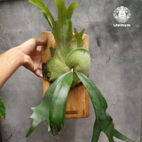ビカクシダ ウィリンキーcv.インドネシア Platycerium willinckii cv