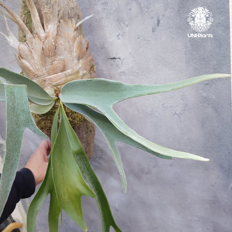 ビカクシダ ベイチー(子株) Platycerium veitchii(pup) コウモリラン