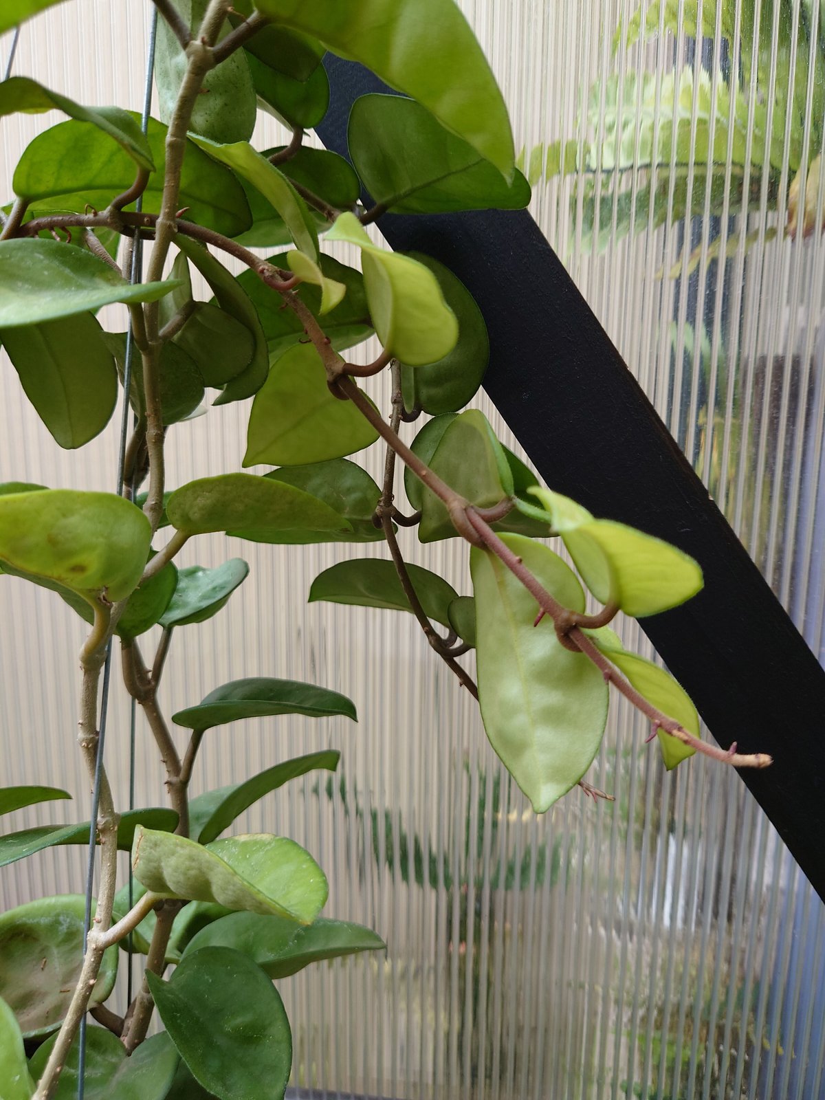 ホヤ カルノーサ クリンクル8 サクララン ホヤ植物 植物 珍奇