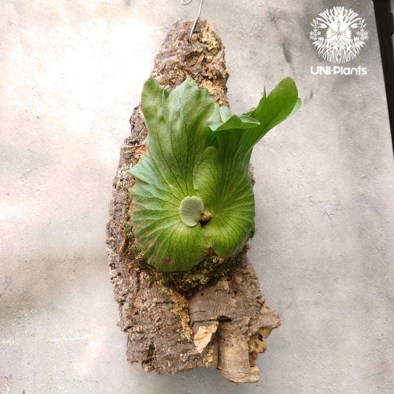 Platycerium coronarium ビカクシダ コロナリウム コウモリラン