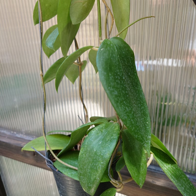 ホヤ アルドリッチ Hoya aldrichii ホヤ植物 サクララン 植物