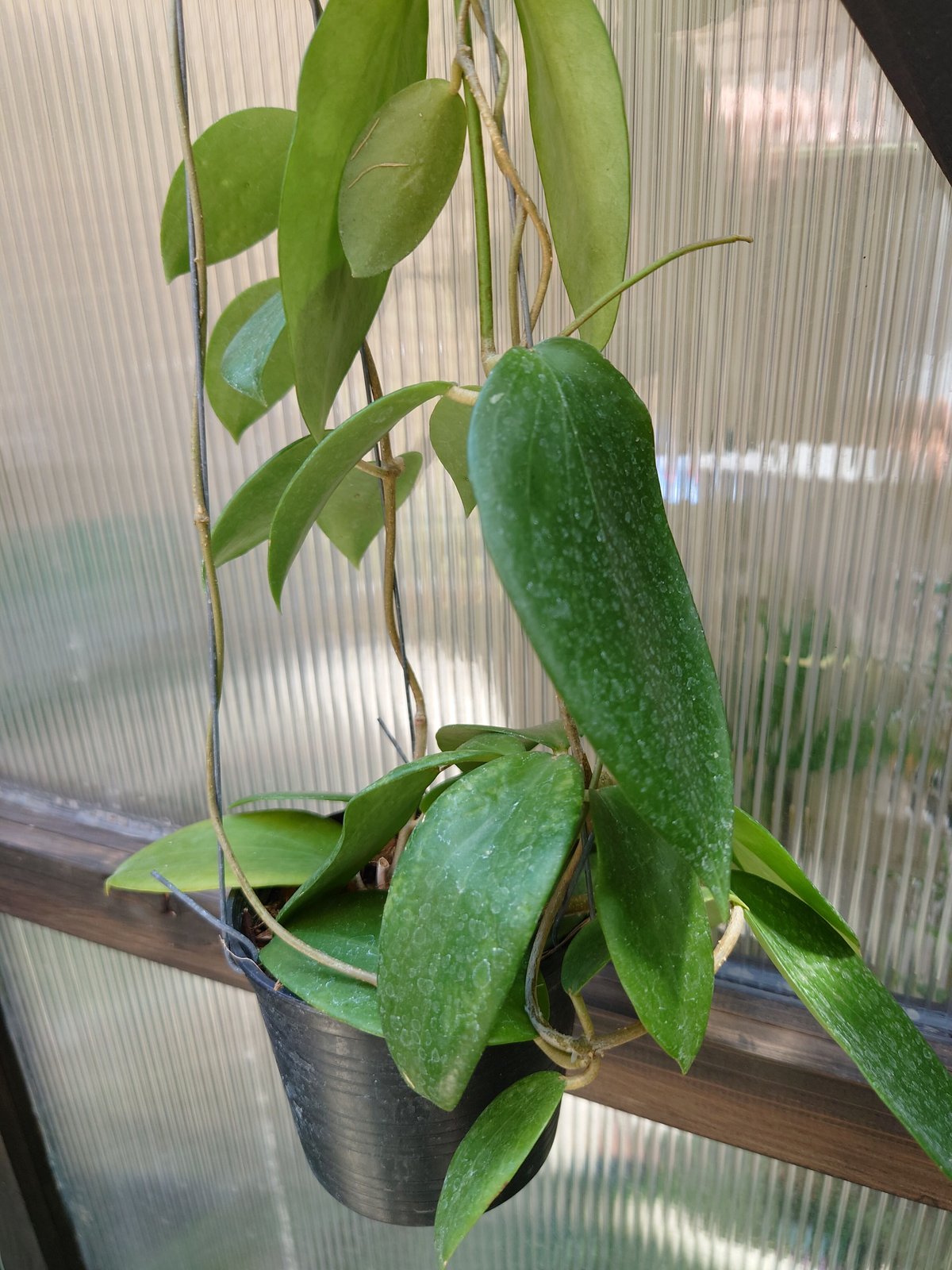 ホヤ アルドリッチ Hoya aldrichii ホヤ植物 サクララン 植物