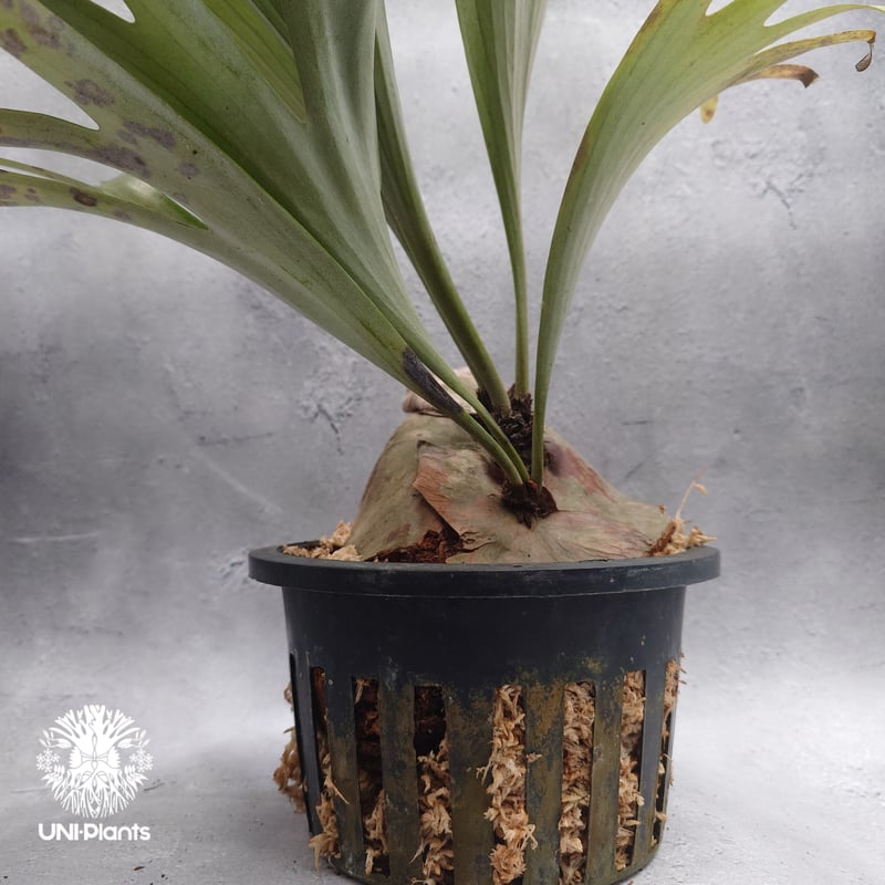 Platycerium alcicorne var.Madagascar ビカクシダ アルシコ