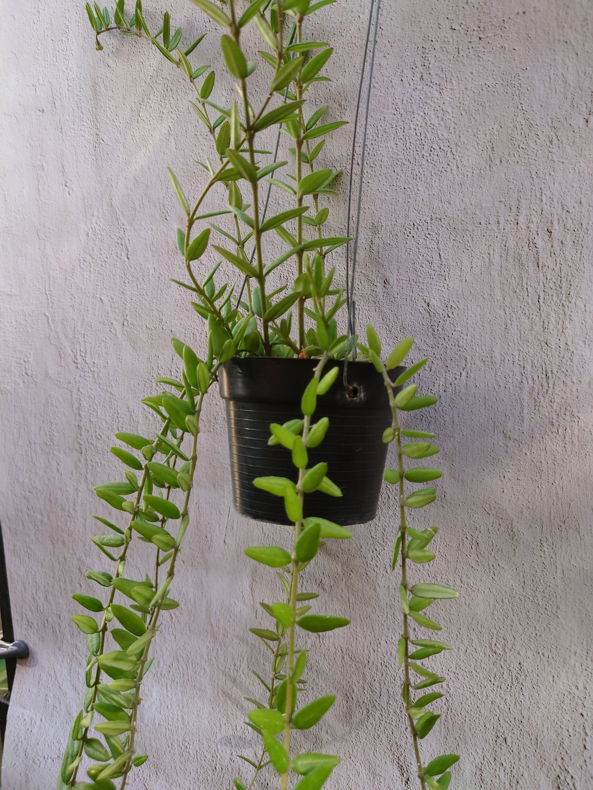 ホヤ エングレリアナ Hoya engleriana ホヤ植物 植物 珍奇植物