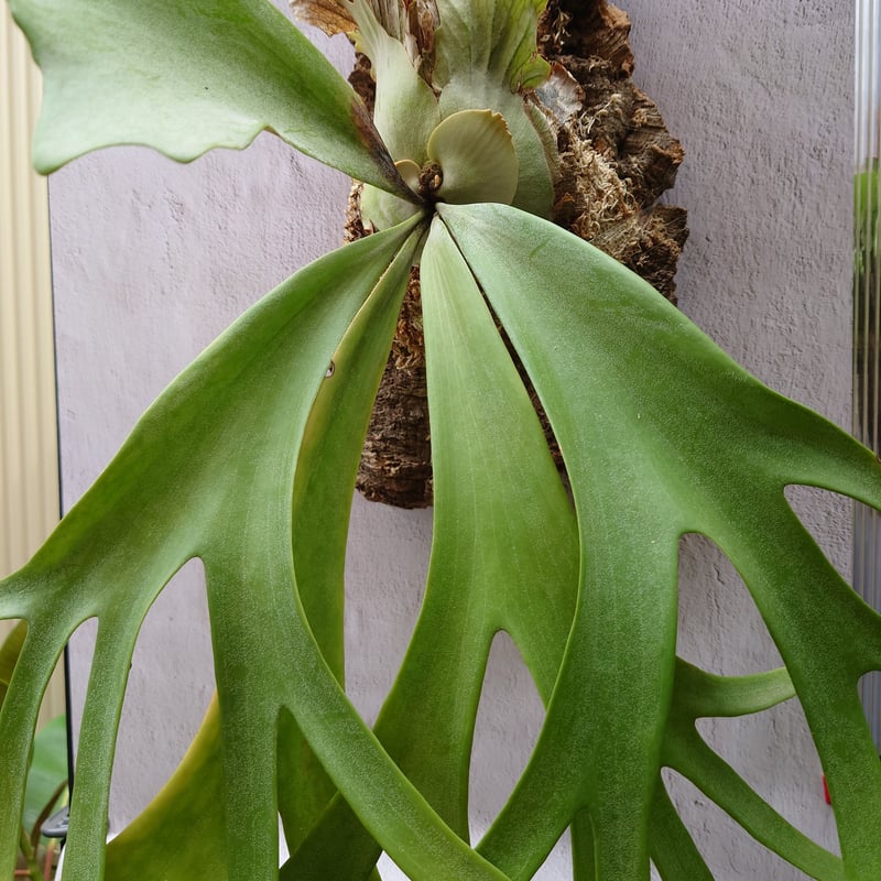 ビカクシダ ウィリンキー　ワイルドインドネシア　大株　親株 ビカクシダ ウィリンキーcv.インドネシア Platycerium