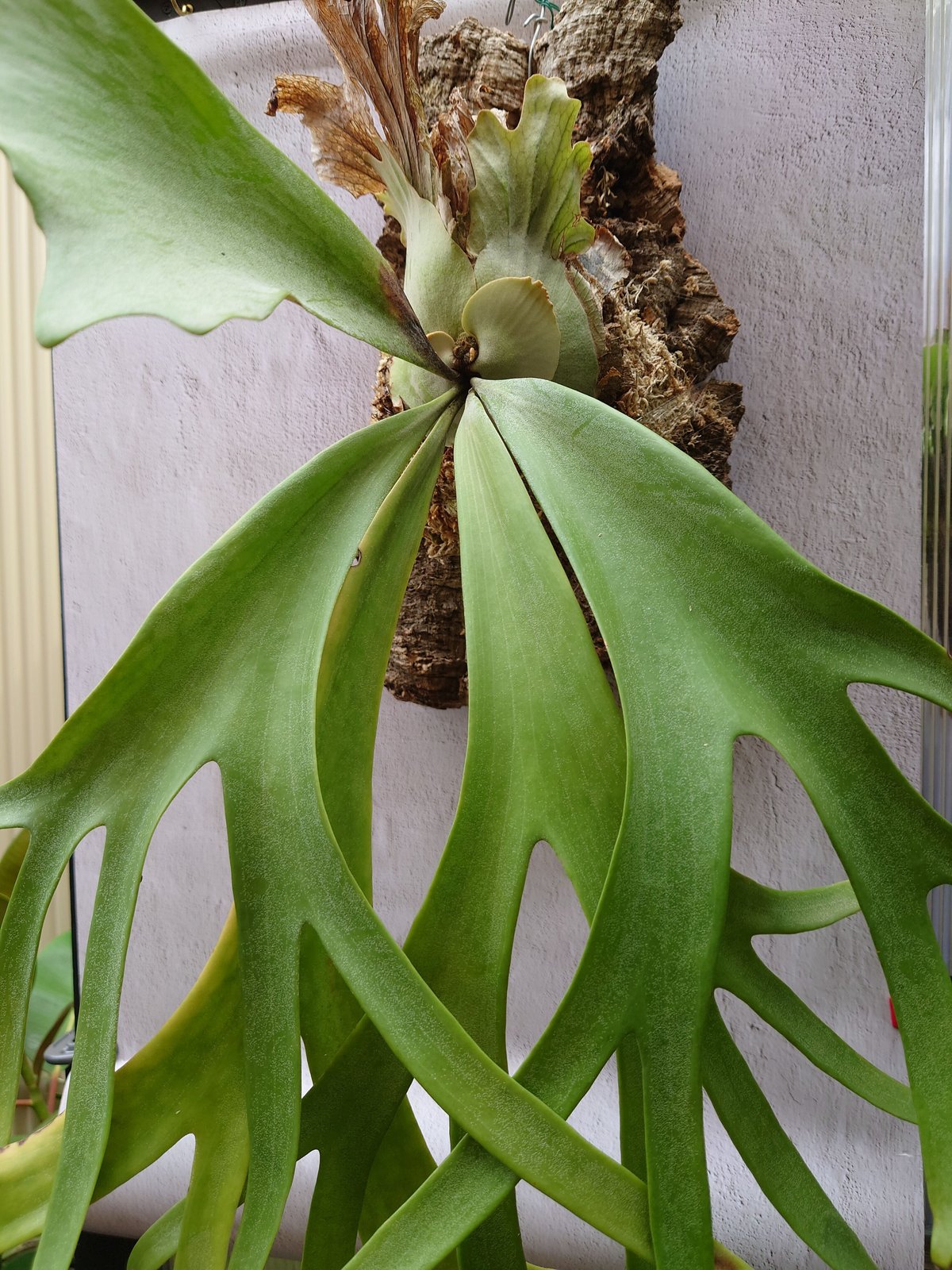 willinckii piti ② ビカクシダ P.willinckii cv. soho (dwarf form) これはもうドワーフでいい