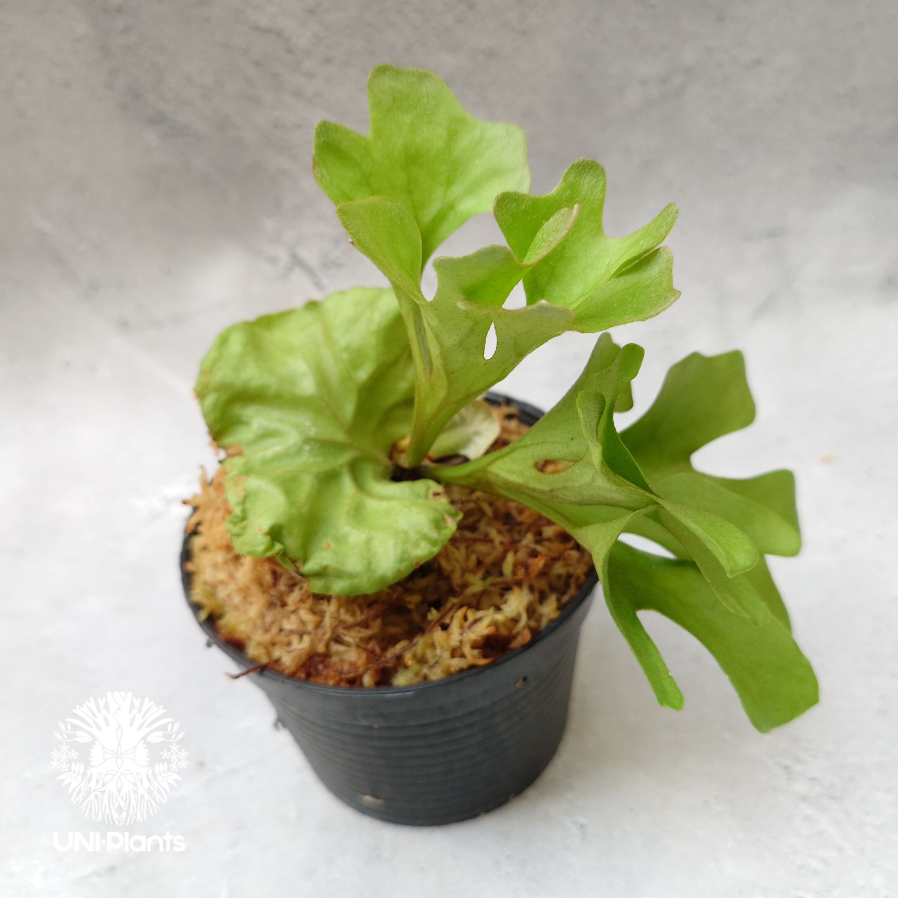 ビカクシダ リドレイ ドワーフ Platycerium ridleyi Dwarf コウモリ