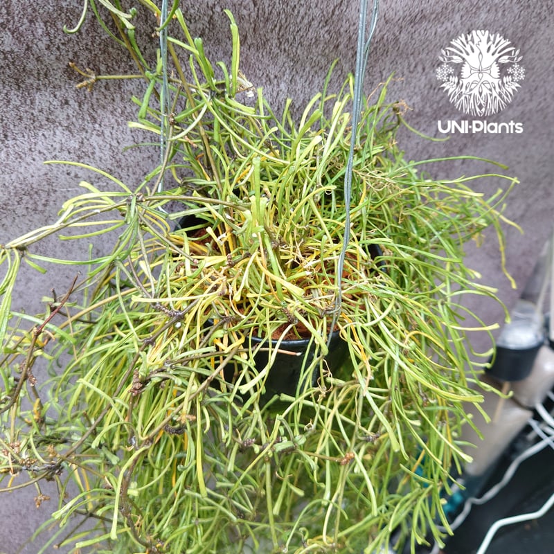 HOYA レツーサ　 250808 13 ホヤ 