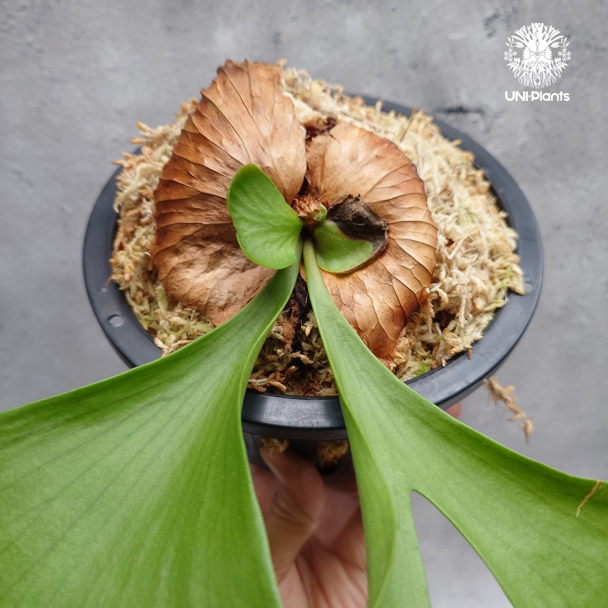 Platycerium coronarium ' Lesasha ' ビカクシダ コロナリウム