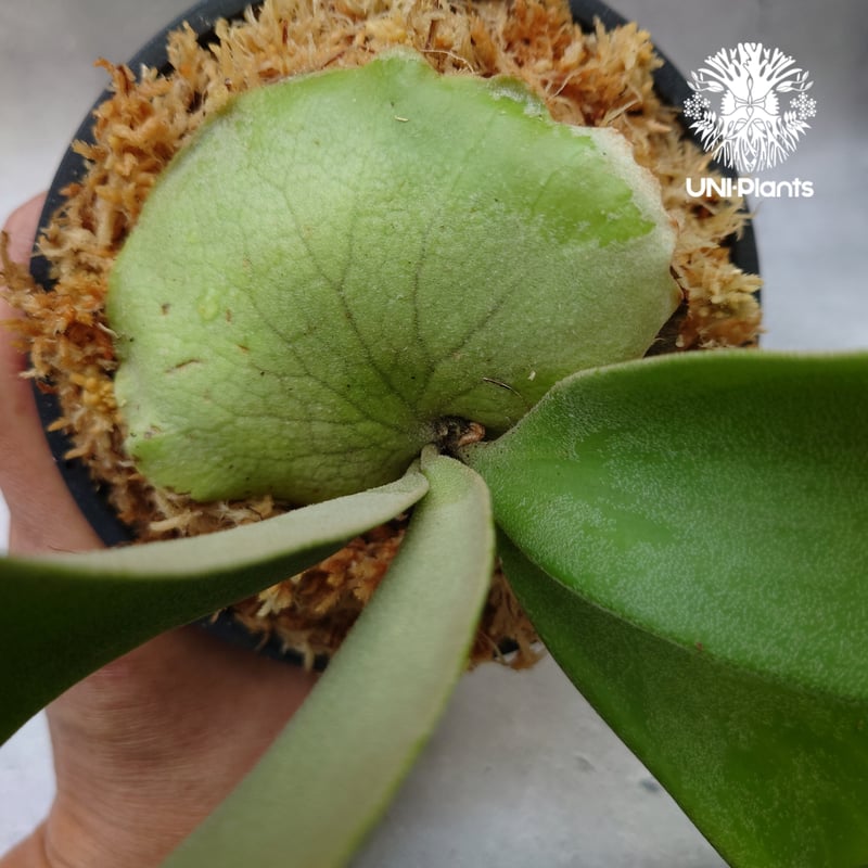 Platycerium willinckii white angel ビカクシダ ウィリンキー