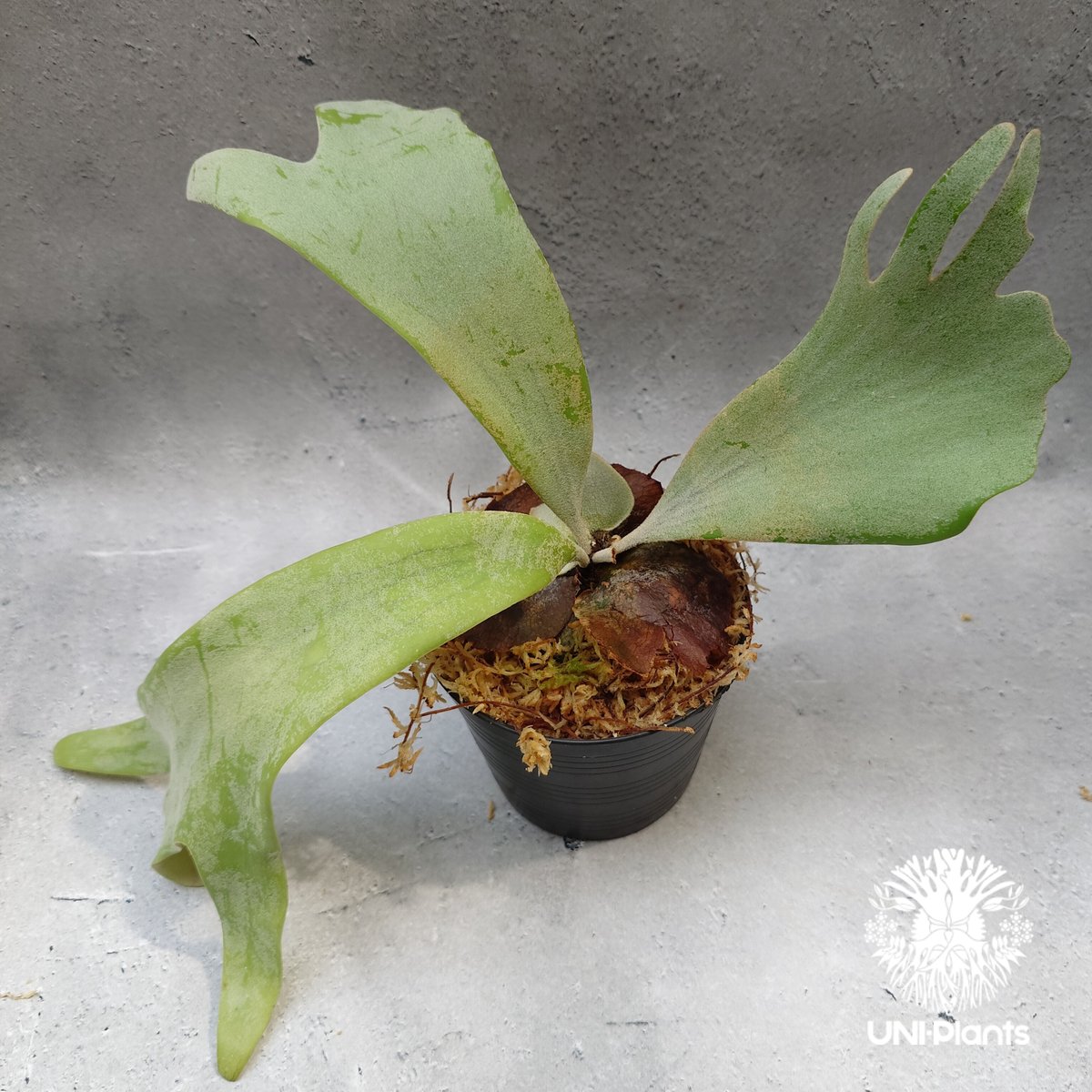 🅲 🅵 | P.veitchii high shield x P.willinckii silver mutate