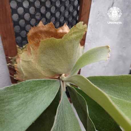 ビカクシダ 品種不明 Platycerium sp.コウモリラン ビカクシダ  ビフルカツム or ネザーランド系  シダ植物 ビカクシダパネル付け 着生植物