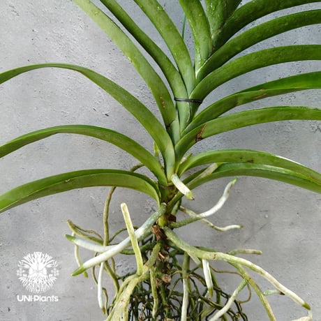 バンダ 洋蘭 Vanda  orchid 大株 ラン 蘭 花が綺麗な洋ラン