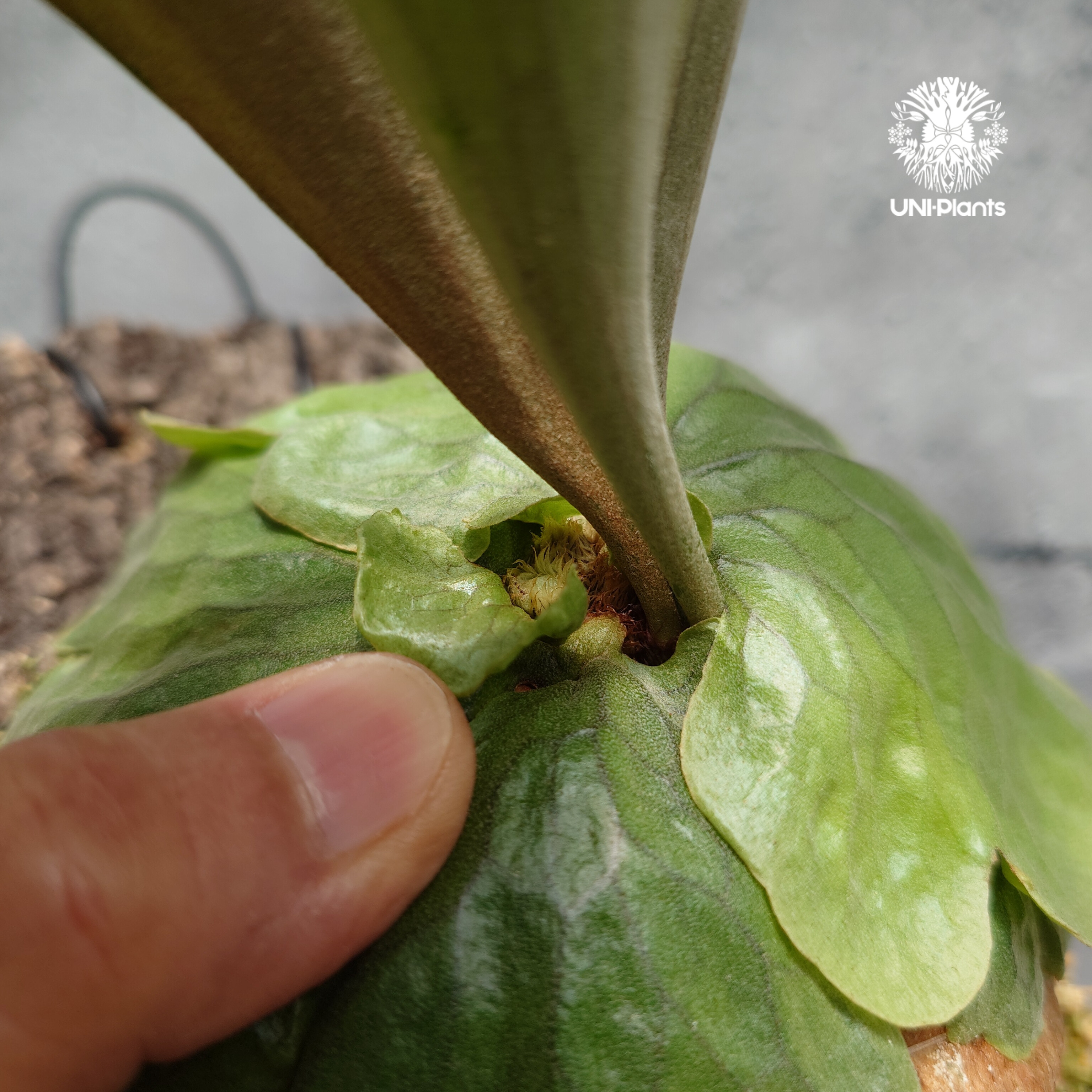 Platycerium Dawboy ビカクシダ ダウボーイ ビカクシダ交配種 シダ植物