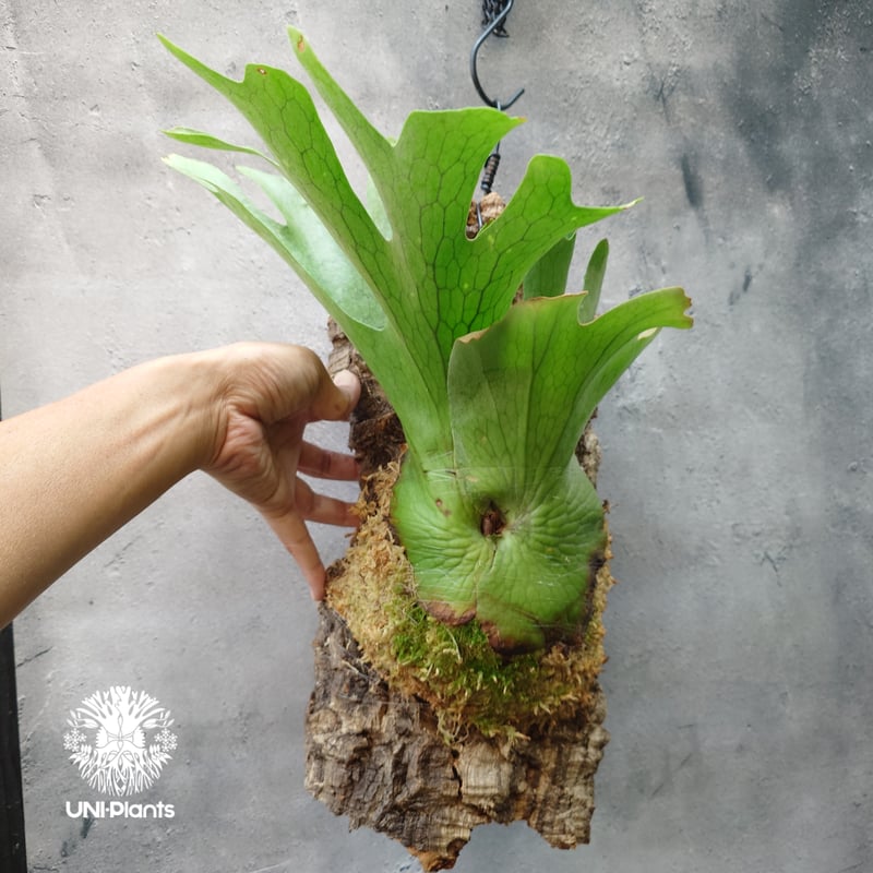 P.holttumii wild ビカクシダ ホルタミー ビカクシダ ホルタミー Platycerium holttumii ビカクシダ原種 Plat