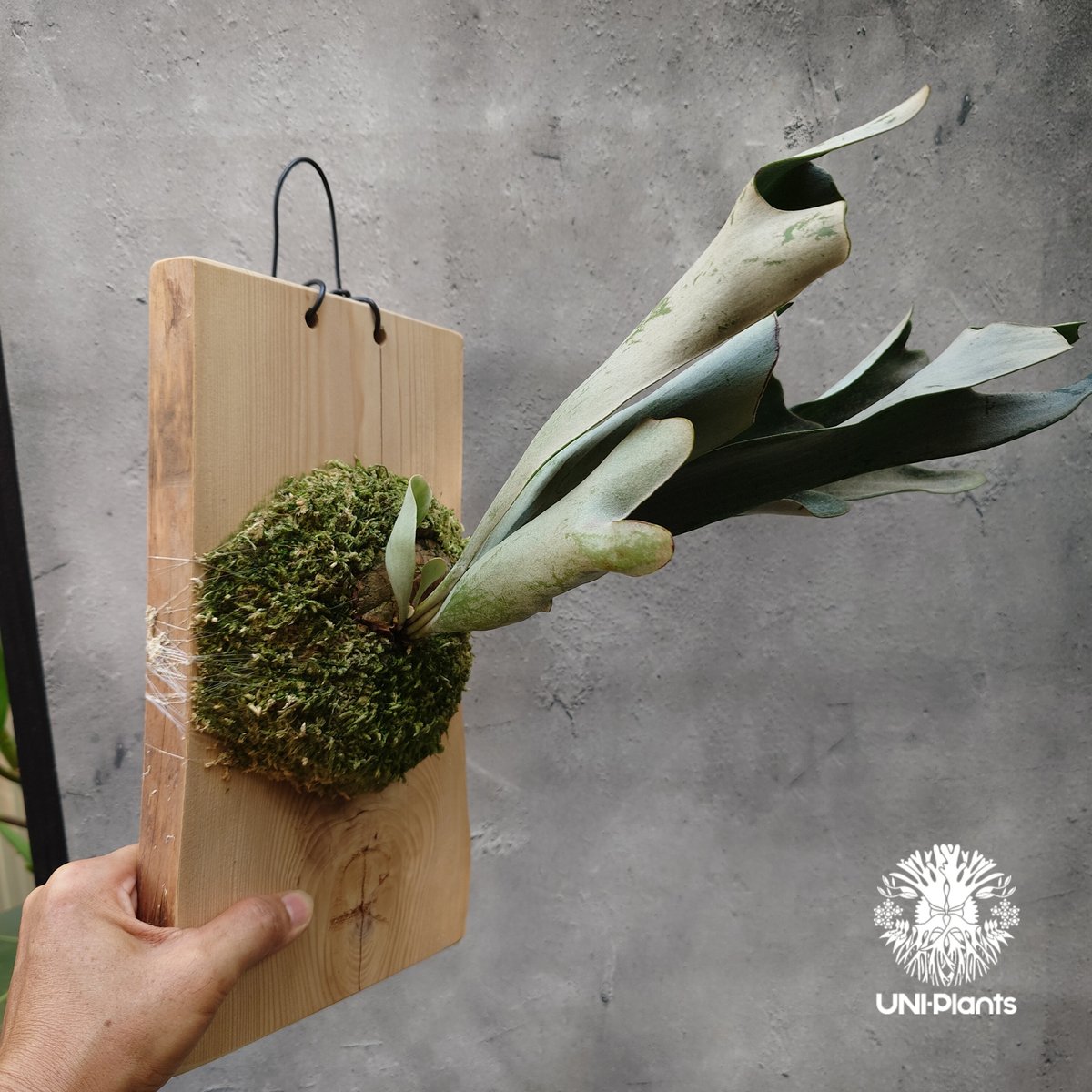 Platycerium hillii dwarf ビカクシダヒリードワーフ シダ植物 Plat