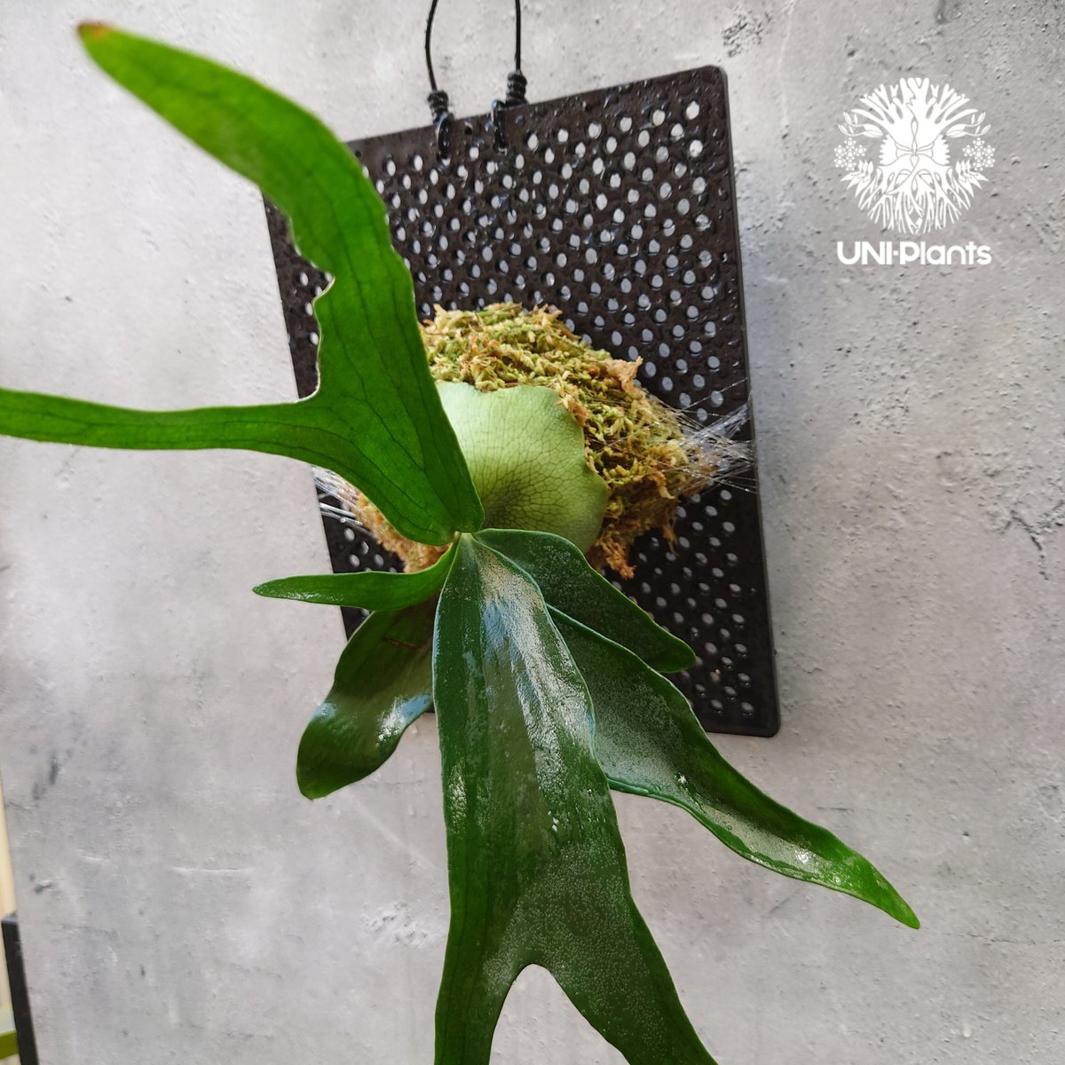 Platycerium Rydeen ビカクシダ ライディーン ビカクシダ Platycerium Rydeen ビカクシダ ライディーン ビカクシダ