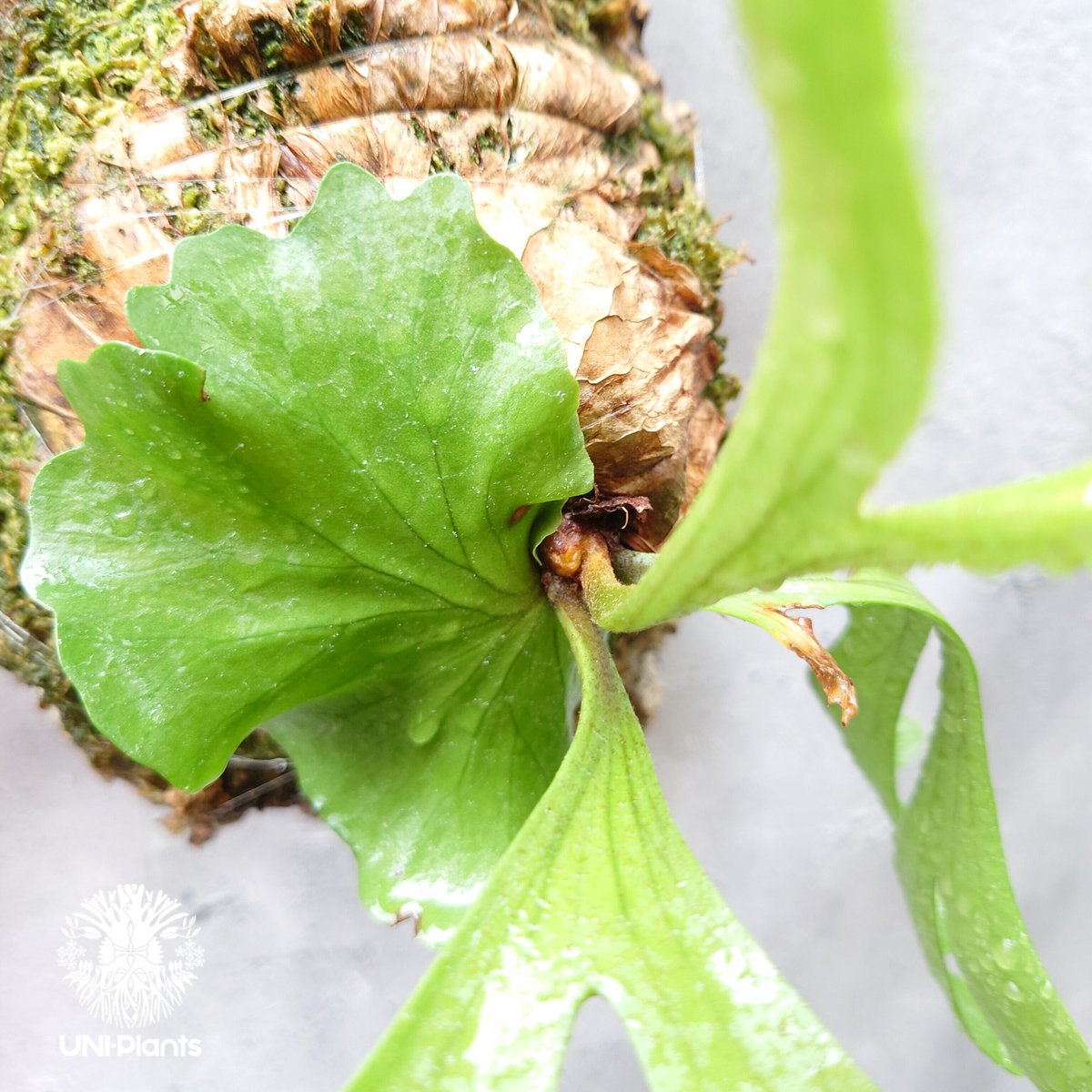 ビカクシダ　リドレイ　ワイルド　Platycerium ridleyi⑰ ビカクシダ リドレイ Platycerium ridleyi コウモリラン