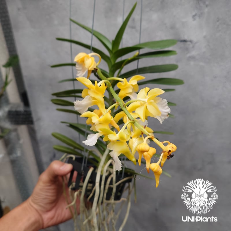 Aeridovanda Kasorn's Orchid Tactic 着生蘭 着生ラン 蘭の花