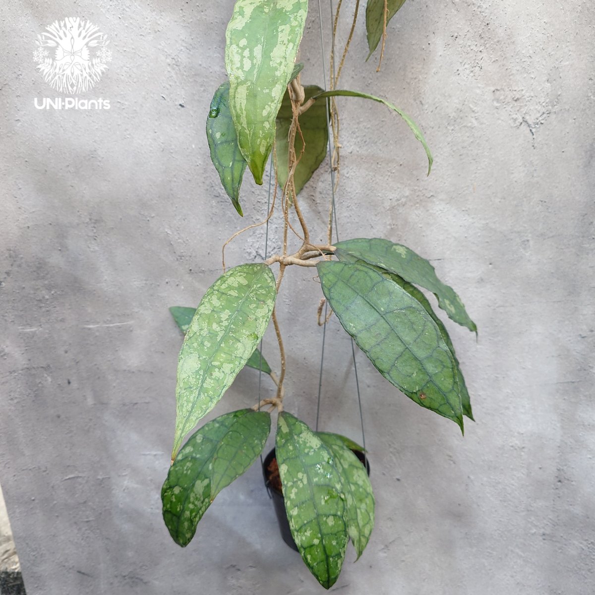 Hoya finlaysonii black leaves splash 希少 ホヤ フィレン