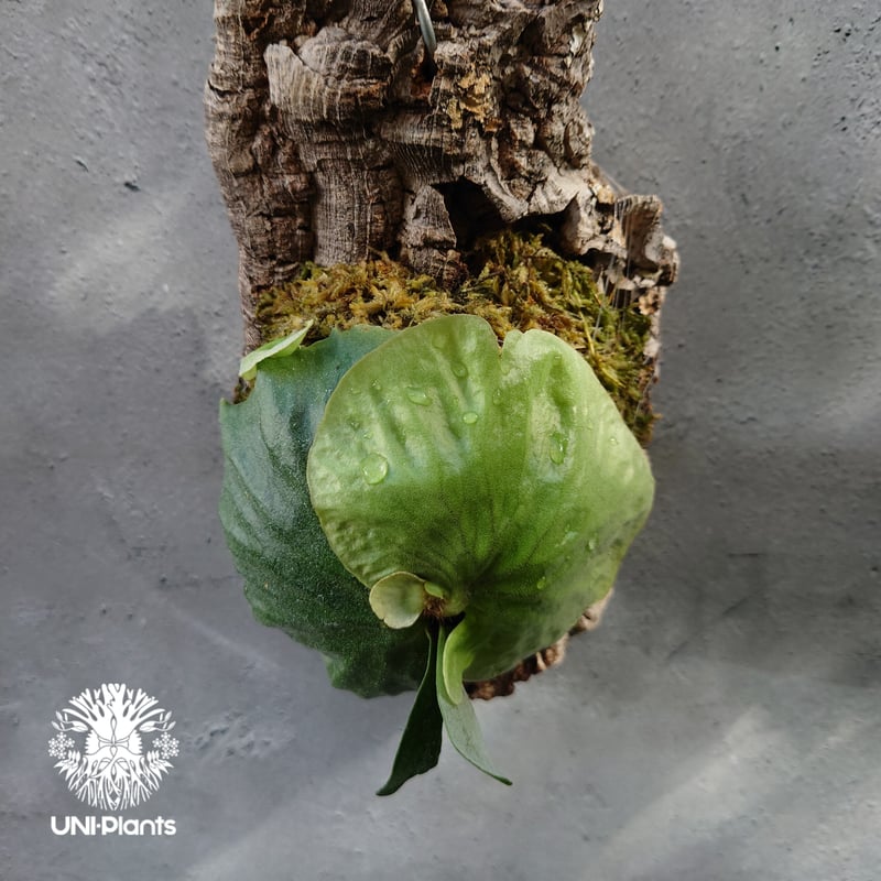 Platycerium Dawboy ビカクシダ ダウボーイ コウモリラン ビカクシダ