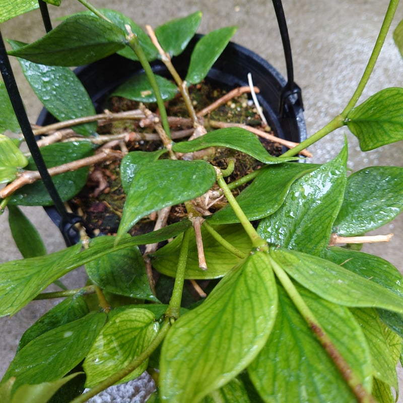 ホヤ ポリネウラ Hoya polyneura ホヤ植物 植物 珍奇植物 珍奇 ホヤ ポリネウラ Hoya polyneura ホヤ植物 植物 珍奇植物 珍奇